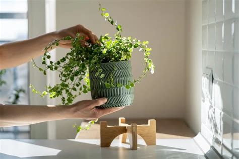 廁所擋煞植物|化煞聚財全靠它！家中植物這樣擺就對了 